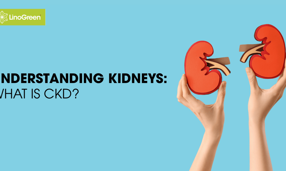 linogreen-Understanding Your Kidneys-Artwork Header